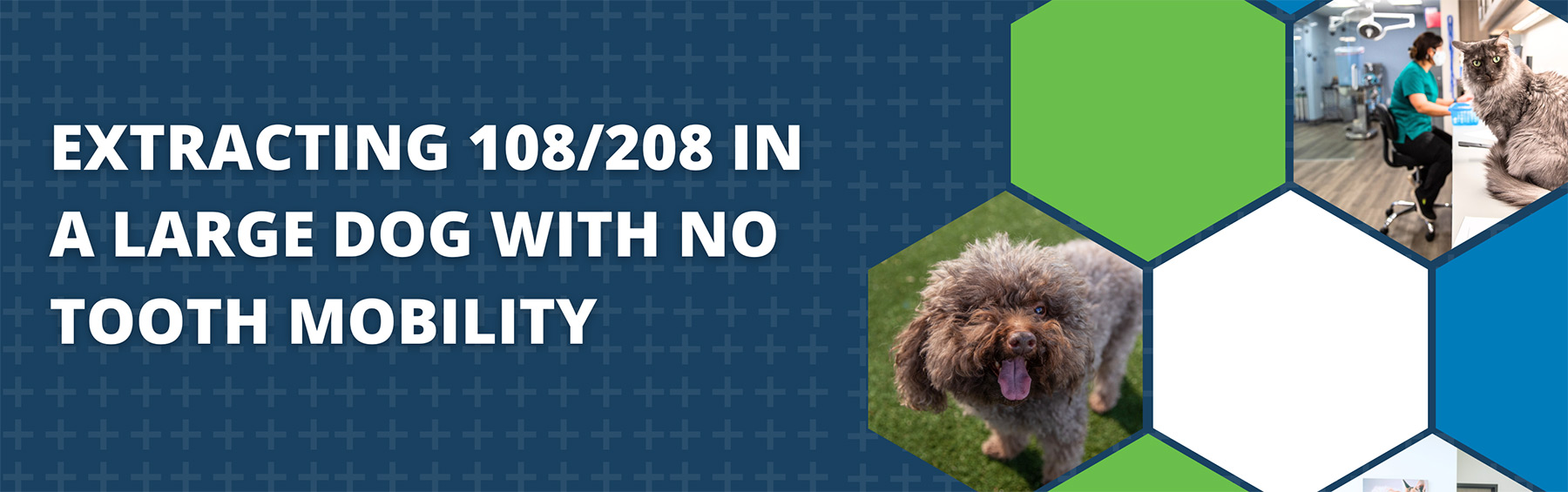 Extracting 108/208 in a large dog with no tooth mobility