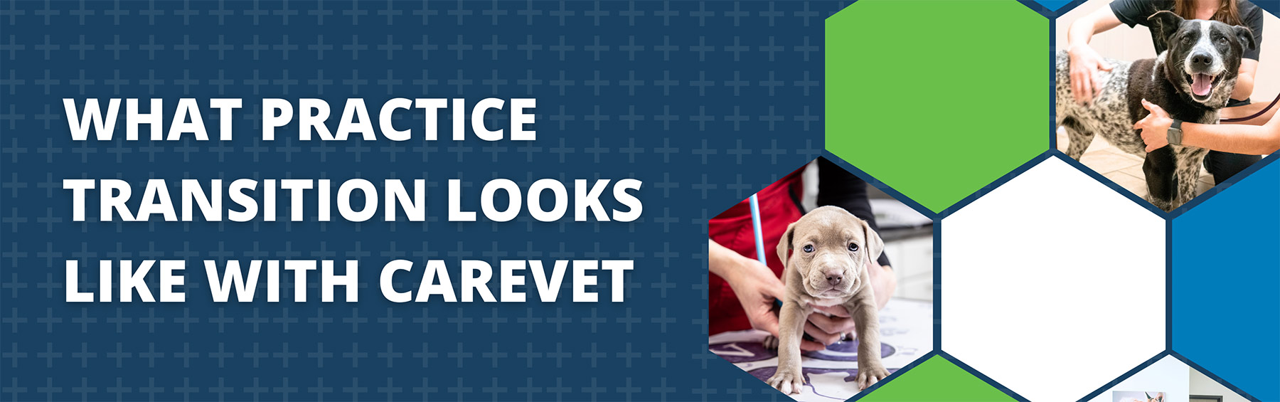 What practice transition looks like with CareVet