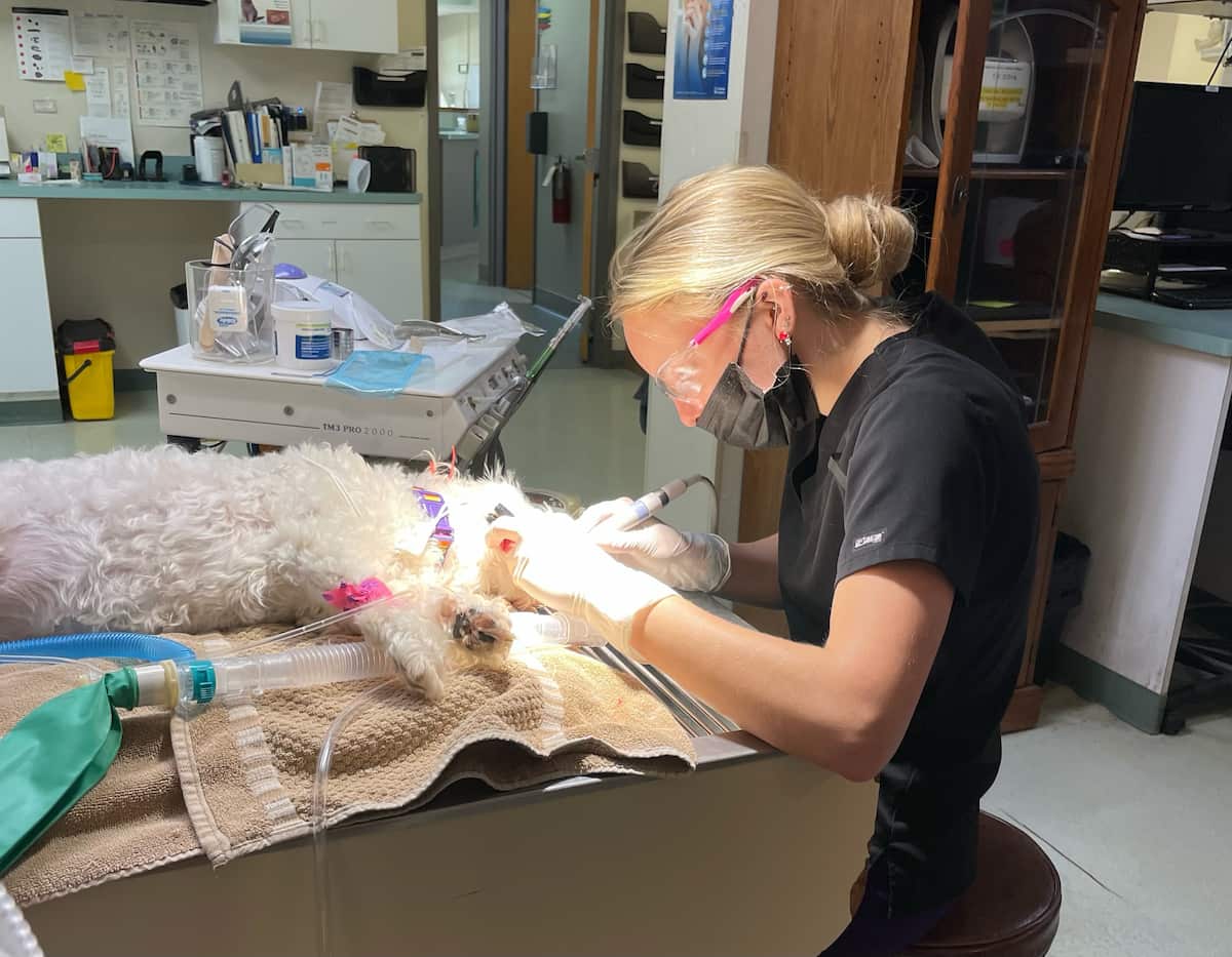 dental care services